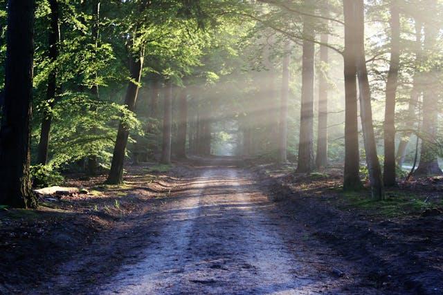 Petit bout de chemin